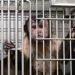 La Jungla de Timo - Monkey suffering