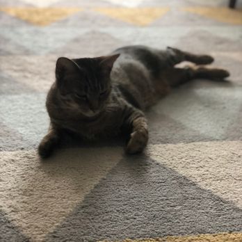 Next Chance Rescue - Sometimes, I even like to stretch out on the floor - Pet Adoption Near Me Next Chance Rescue - Sometimes, I even like to stretch out on the floor - Pet Adoption Near Me