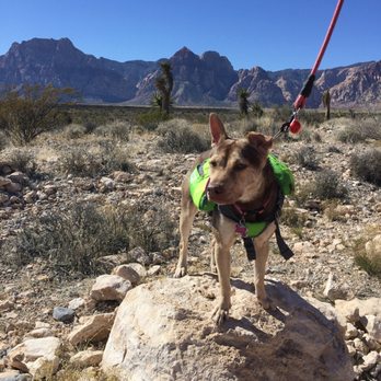 K9 Logic Dog Training - No pulling on the leash and she's the best hiking buddy there is - Pet Training Near Me - Glendale, California