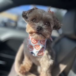 Yukos Dog Grooming North Park: Pamper Your Pet Today