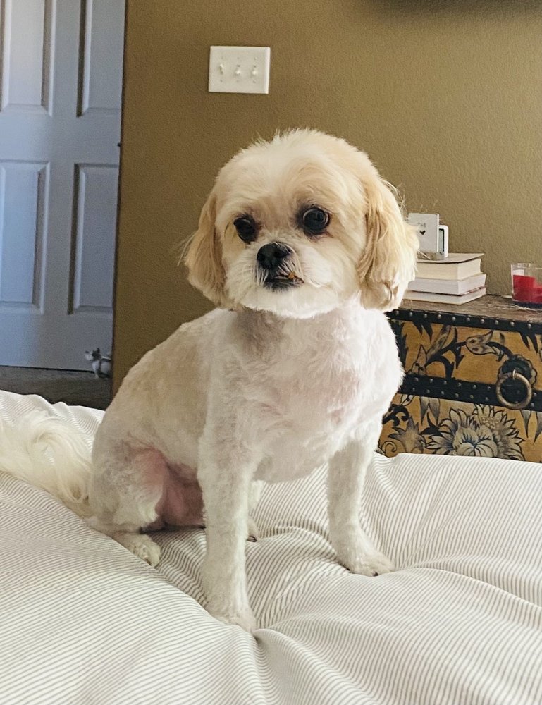 LITTLE MISS PET PARLOR - Updated July 2025 - 16 Photos - 6333 S Santa ...