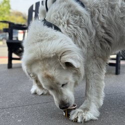 Dozer enjoying his pup cup.