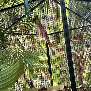 Sunken Gardens - Exotic bird - Nurseries & Gardening Near Me - Saint Petersburg, Florida Sunken Gardens - Exotic bird - Nurseries & Gardening Near Me - Saint Petersburg, Florida