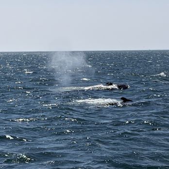 7 Seas Whale Watch - Whale Watching Tours Near Me - Gloucester, Massachusetts 7 Seas Whale Watch - Whale Watching Tours Near Me - Gloucester, Massachusetts