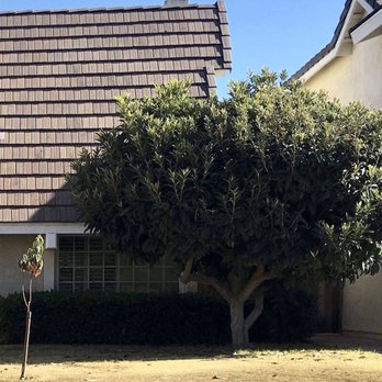 3D Tree Services, Inc. - Before: this is the large tree to be removed - Tree Services Near Me