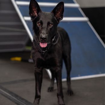 Bay Area K9 Association - Pet Training Near Me - Santa Clara, California