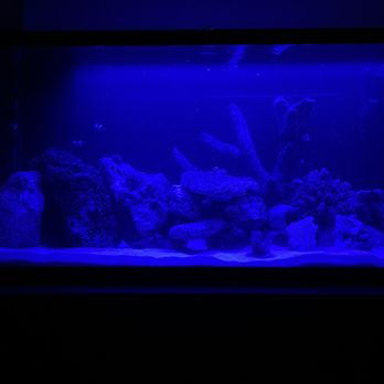 Becky's Aquarium Works - My new arrangement. - Local Fish Stores Near Me - Joplin, Missouri Becky's Aquarium Works - My new arrangement. - Local Fish Stores Near Me - Joplin, Missouri