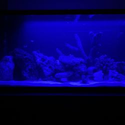 Becky's Aquarium Works - My new arrangement.