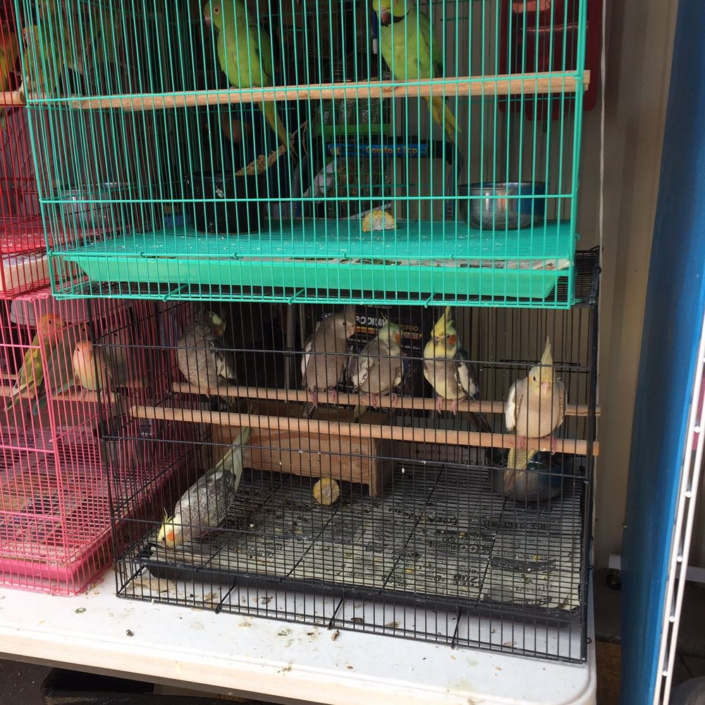 Traders Village - Birds :) - Flea Markets Near Me - Houston, Texas