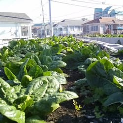 Agrowtopia Farms - Spinach