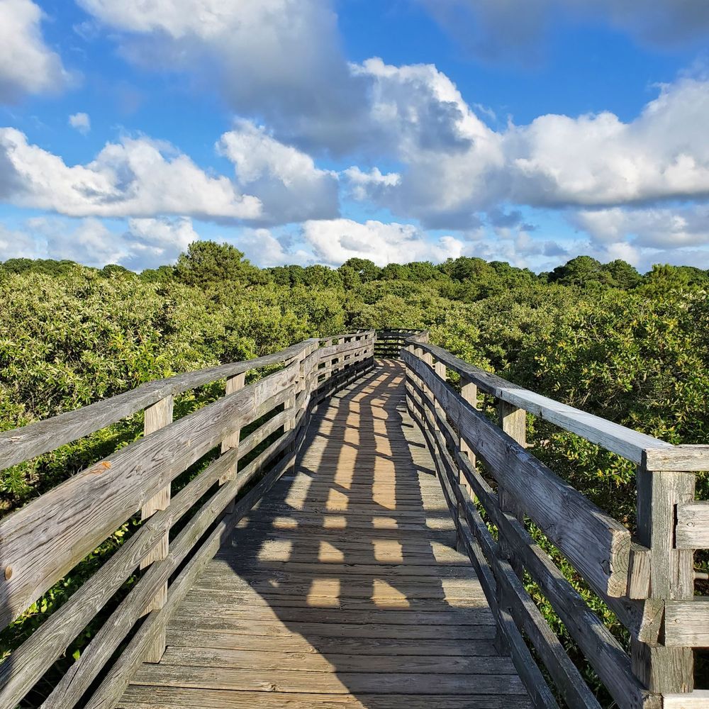 First Landing State Park - Many boardwalks to the ocean. - Parks Near Me - Virginia Beach, Virginia First Landing State Park - Many boardwalks to the ocean. - Parks Near Me - Virginia Beach, Virginia