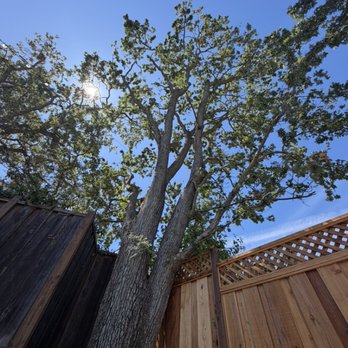 Julian’s Tree Care - After small haircuts - Tree Services Near Me Julian’s Tree Care - After small haircuts - Tree Services Near Me