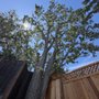 Julian’s Tree Care
