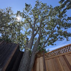 Julian’s Tree Care - After small haircuts