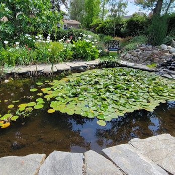 Camarillo Spring Garden Tour - Lily / fish pond. - Tours Near Me - Camarillo, California