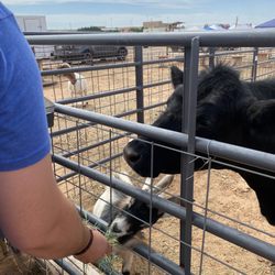 Wolfforth Farmers Market - Petting zoo animals!