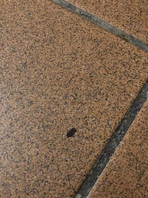 Grand Fortuna Chinese Restaurant