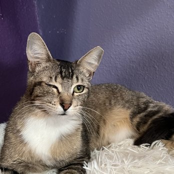 PHX Cat Cafe - Cat - Pet Adoption Near Me - Phoenix, Arizona