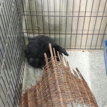 Bunny Bunch - Montclair - Pet Groomers Near Me - Montclair, California Bunny Bunch - Montclair - Pet Groomers Near Me - Montclair, California
