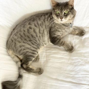 The Clip Joint Pet Grooming - Indie with her Lion Cut - Pet Groomers Near Me - Orange, California