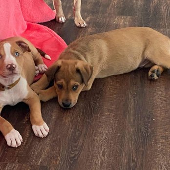 Grass Roots Rescue - Pet Adoption Near Me