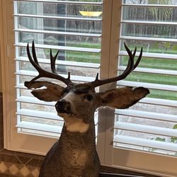 Cluck's Taxidermy