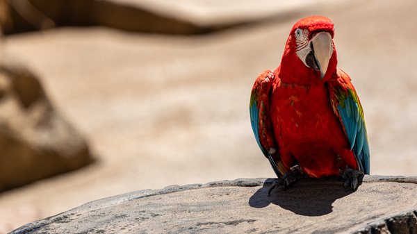 San Diego Zoo by null