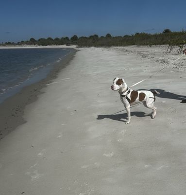 Smyrna Dunes Park by null