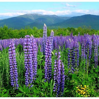 Gale River Motel - spring is a beautiful time to enjoy the views from the nearby lupine fields - Hotels & Travel Near Me - Franconia, New Hampshire Gale River Motel - spring is a beautiful time to enjoy the views from the nearby lupine fields - Hotels & Travel Near Me - Franconia, New Hampshire
