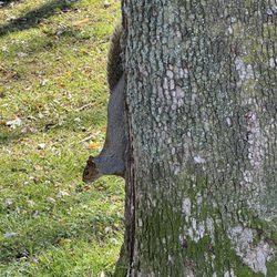 Otsiningo Park - Tons of gray squirrels
