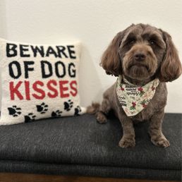 A dog A dog