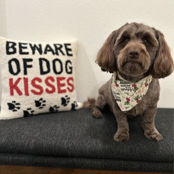 Dapper Dog Pet Grooming - A dog - Pet Groomers Near Me - Santa Clarita, California Dapper Dog Pet Grooming - A dog - Pet Groomers Near Me - Santa Clarita, California