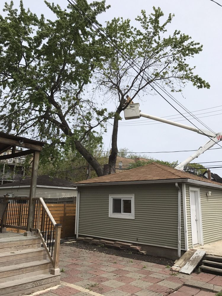 L & P Tree Service - tree service in Chicago, IL