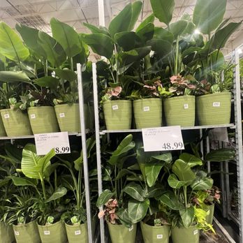 Costco - Tropical combo houseplant planter - Wholesale Stores Near Me - Harrisburg, Pennsylvania Costco - Tropical combo houseplant planter - Wholesale Stores Near Me - Harrisburg, Pennsylvania