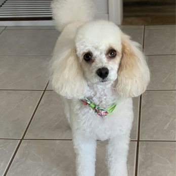 Pooch Paradise - Thanks for a good job. - Pet Groomers Near Me - Lake Havasu City, Arizona Pooch Paradise - Thanks for a good job. - Pet Groomers Near Me - Lake Havasu City, Arizona