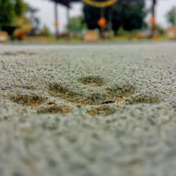Cute animal prints in the concrete