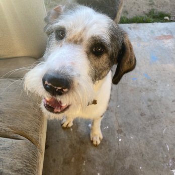Beba’s Spaw Mobile Pet Grooming - After - Pet Groomers Near Me