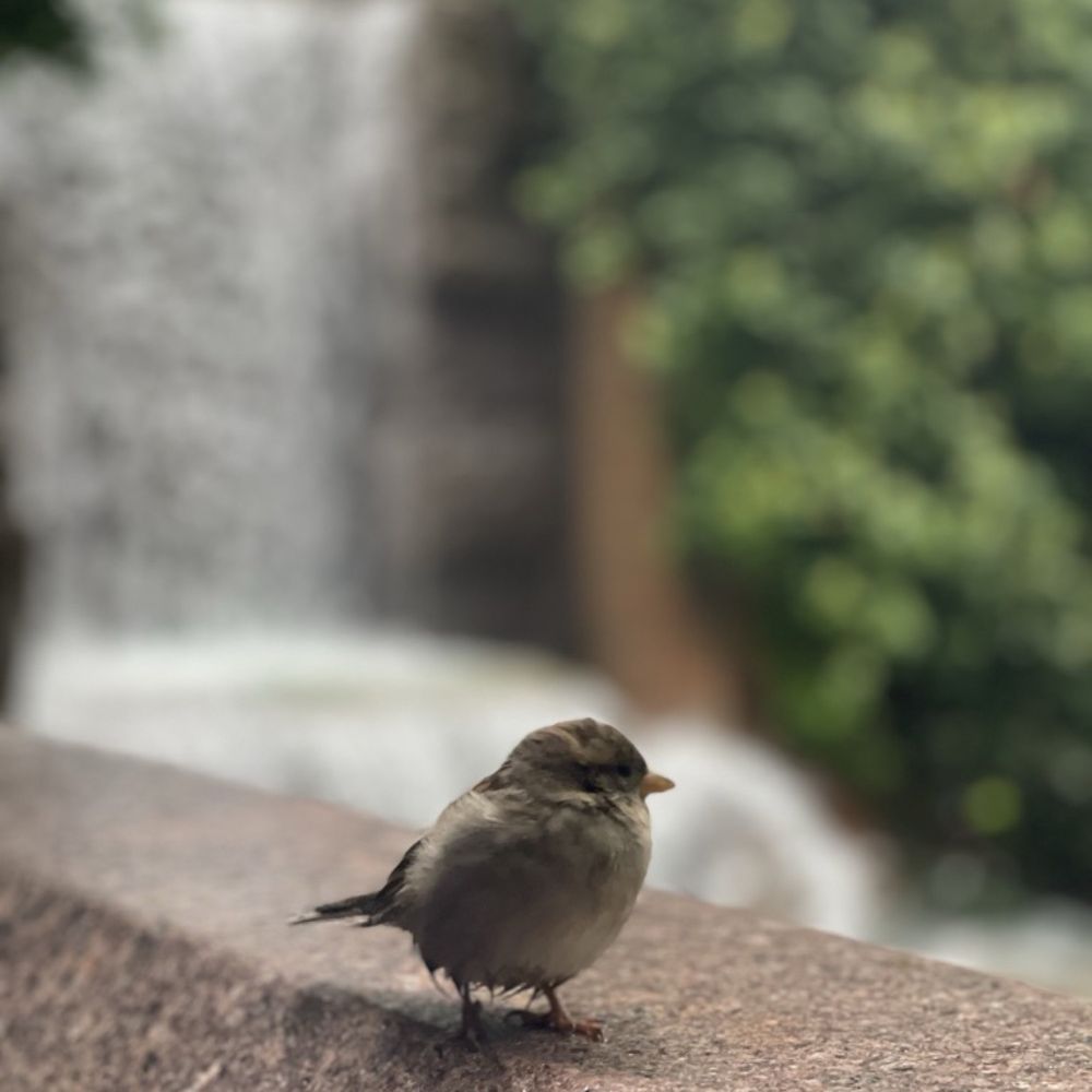 Our little friend while having breakfast Our little friend while having breakfast