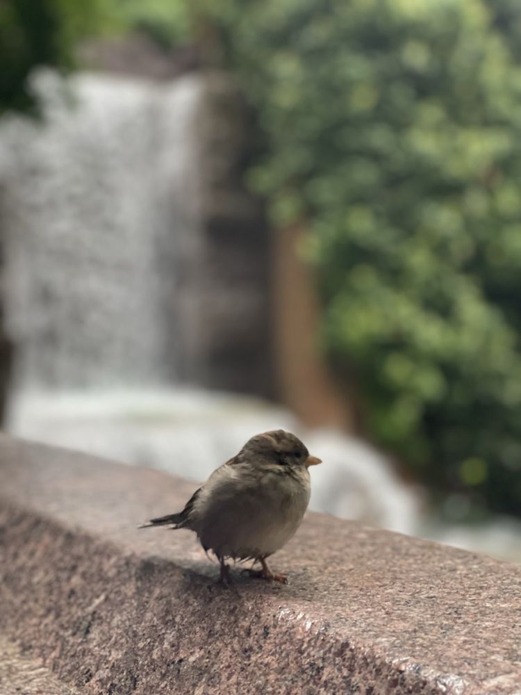 Greenacre Park Image