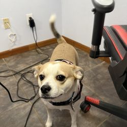Libbylu's Puppy Do's