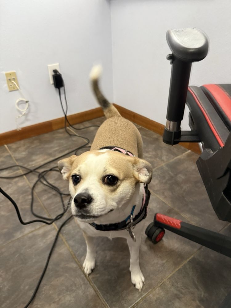Libbylu's Puppy Do's Image