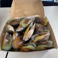 The Akaroa Fish & Chip Shop