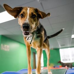 Companion Pet Lodge
