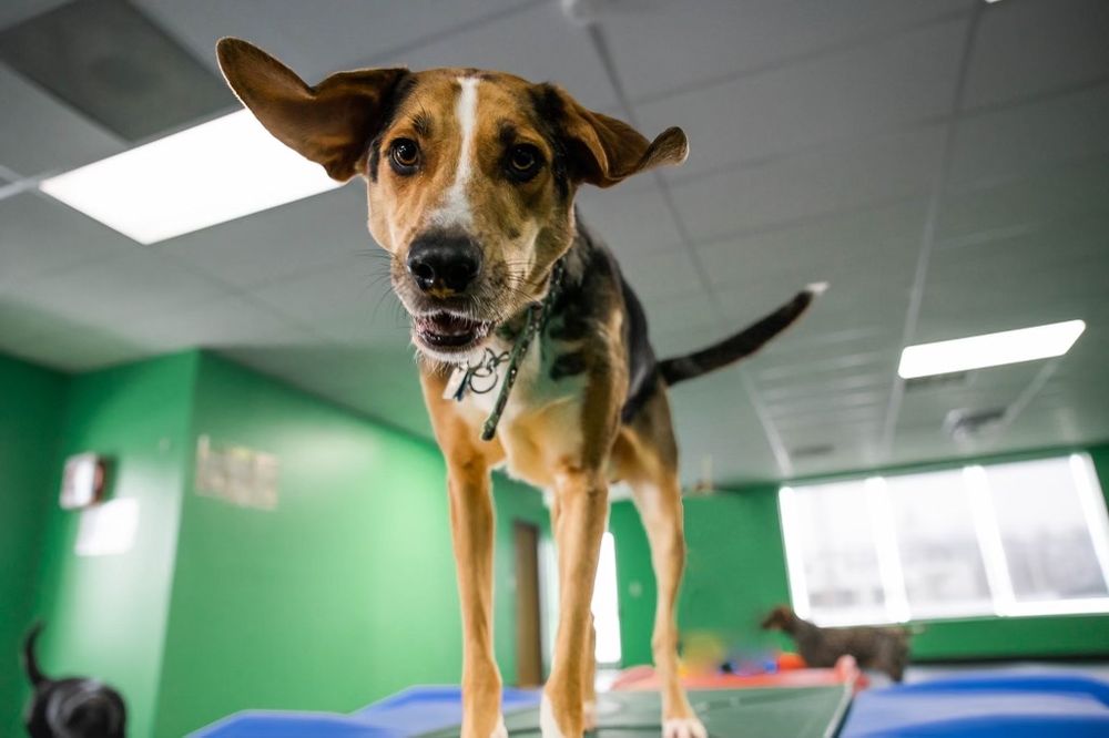 Companion Pet Lodge - pet boarding facility in Waterford, MI