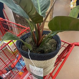 House plant House plant
