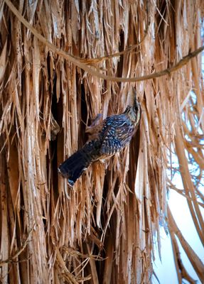Cottonwood Spring by null