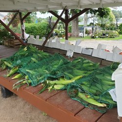 Gilbert Farm - Gilbert's native sweet corn - $1 /ear