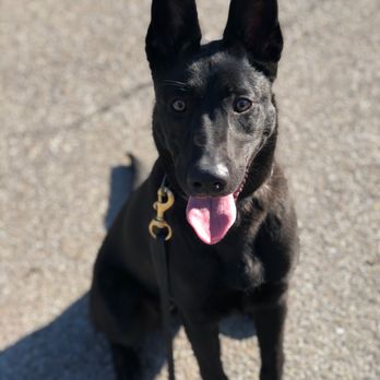 Bulletproof Dog Training - Pet Training Near Me - Cincinnati, Ohio Bulletproof Dog Training - Pet Training Near Me - Cincinnati, Ohio