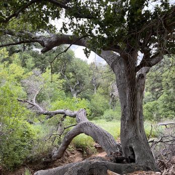 East and Rice Canyons - Hiking Near Me - Newhall, California