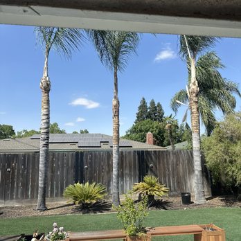 Tree Maniac Tree Service - After - Tree Services Near Me - Fresno, California Tree Maniac Tree Service - After - Tree Services Near Me - Fresno, California
